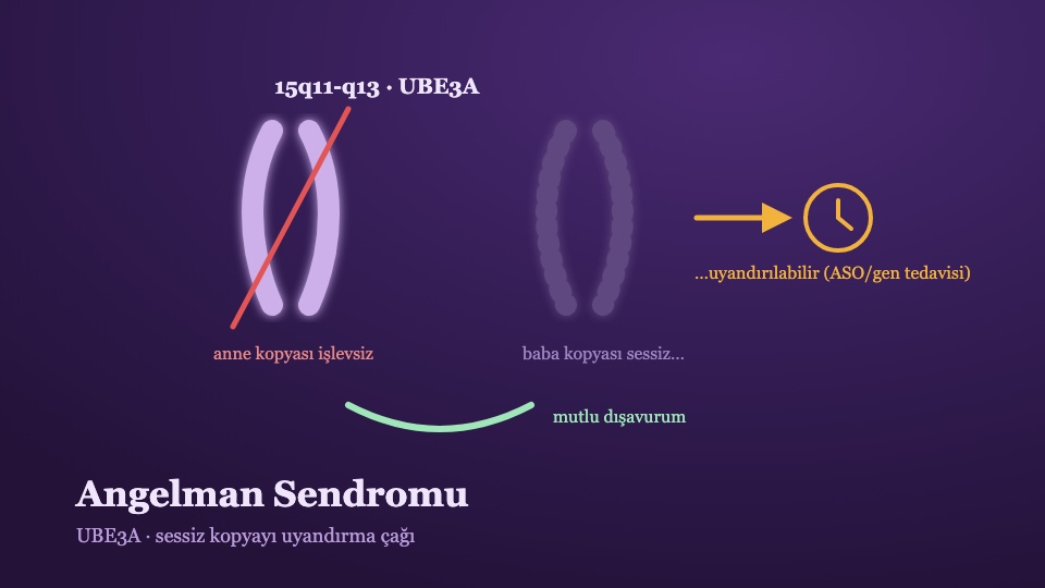 Angelman Sendromu Rehberi: UBE3A'dan Prognoza ve Faz 3 Tedavi Hattına