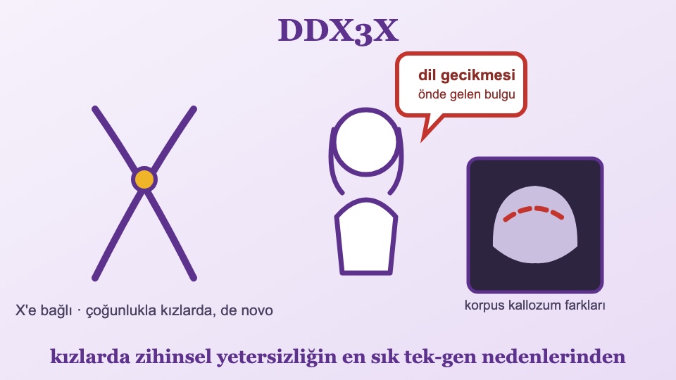 DDX3X ile İlişkili Bozukluk Rehberi: Kızlarda Zihinsel Yetersizliğin Sık Bir Nedeni