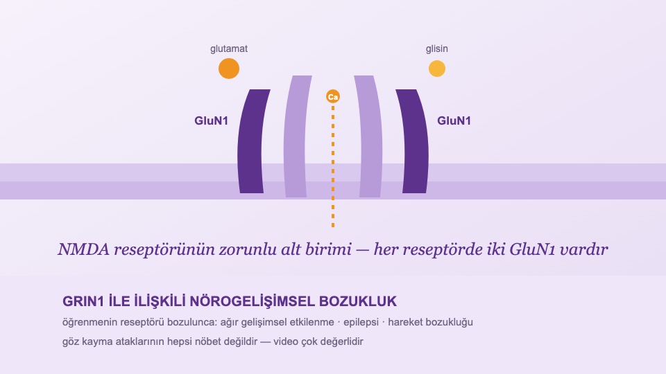 GRIN1 Rehberi: Öğrenme Reseptörünün Bozulması — Hareket Atakları ve Nöbet Ayrımı