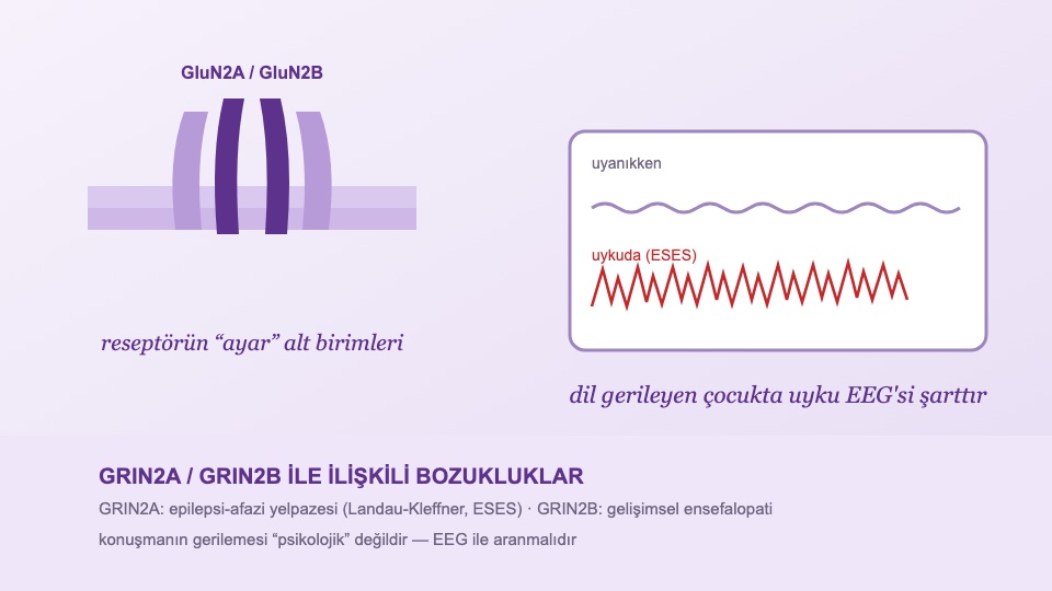 GRIN2A/GRIN2B Rehberi: Epilepsi-Afazi Yelpazesinden Gelişimsel Ensefalopatiye
