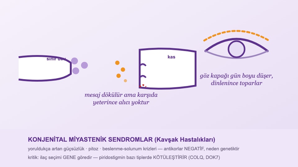 Konjenital Miyastenik Sendromlar Rehberi: Gen-İlaç Kartı ve Apne Krizleri
