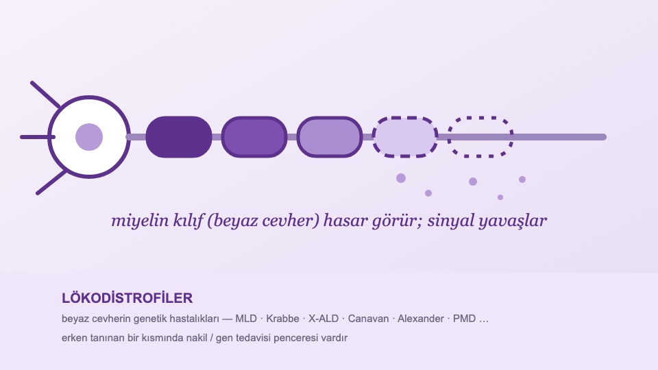 Lökodistrofiler Rehberi: Beyaz Cevher Hastalıklarında Ortak Dil ve Tedavi Pencereleri