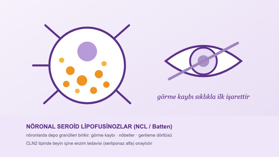NCL (Batten) Rehberi: Görme Kaybından Serliponaza — CLN1'den CLN3'e Aile Haritası