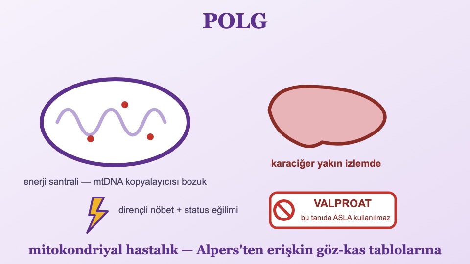 POLG ile İlişkili Hastalıklar Rehberi: Alpers'ten PEO'ya — ve Valproat Yasağı